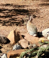 Sylvilagus audubonii