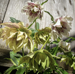 Helleborus orientalis