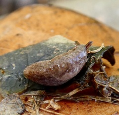 Stylommatophora