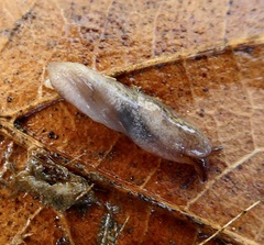 Stylommatophora