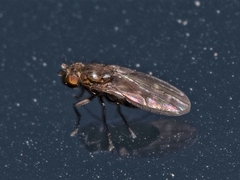 Scatella