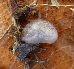 Stylommatophora