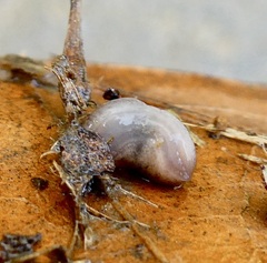 Stylommatophora