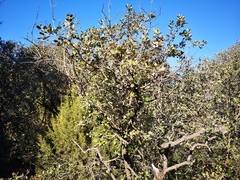 Quercus ilex