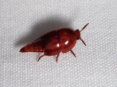 Vatesus