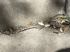 Masticophis bilineatus