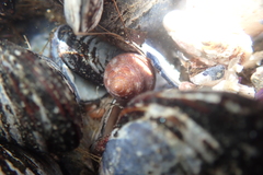 Calliostoma supragranosum