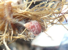 Phasianellidae