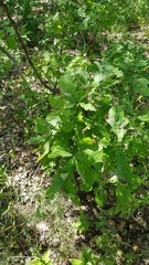 Quercus robur