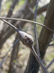 Neolasioptera lathami