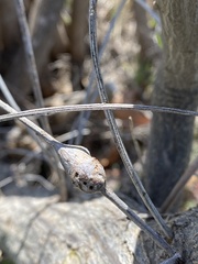 Neolasioptera lathami