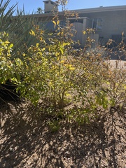 Bauhinia lunarioides