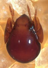 Galumnidae