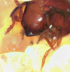 Galumnidae