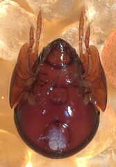 Galumnidae