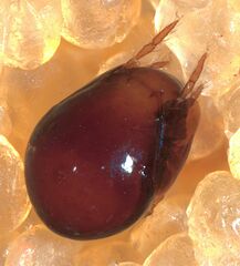 Galumnidae