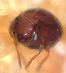 Galumnidae
