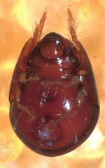 Galumnidae