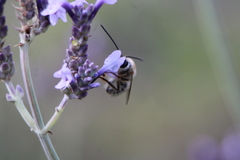 Eucera gracilipes