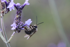 Eucera gracilipes