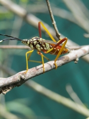 Holhymenia histrio