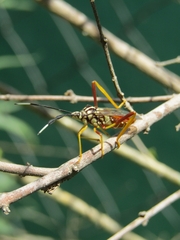 Holhymenia histrio