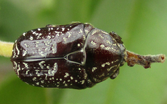 Xeloma leprosa