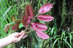 Columnea ciliata