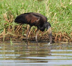 Anastomus lamelligerus