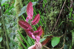 Columnea ciliata