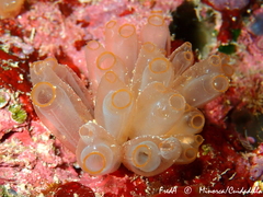 Ecteinascidia turbinata