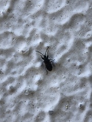 Megalonotus sabulicola
