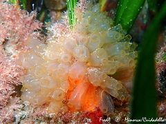 Ecteinascidia turbinata