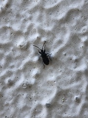 Megalonotus sabulicola
