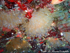 Ecteinascidia turbinata