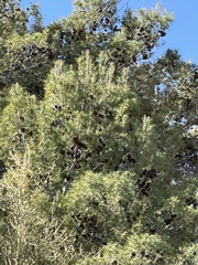 Cupressus arizonica