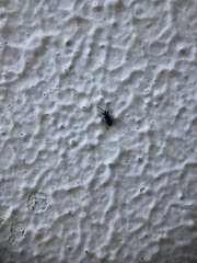 Megalonotus sabulicola