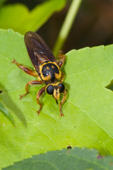 Laphria saffrana