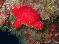 Halocynthia papillosa