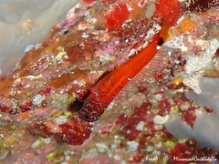 Microlipophrys nigriceps