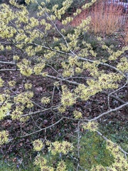 Hamamelis mollis