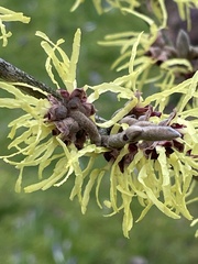 Hamamelis mollis