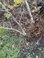 Hamamelis mollis