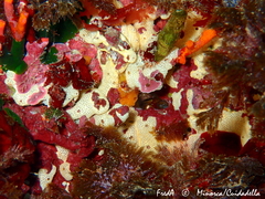 Polysyncraton bilobatum