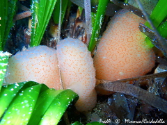 Pseudodistoma cyrnusense