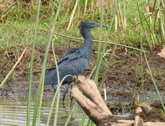 Egretta ardesiaca