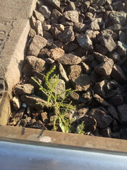 Salsola collina