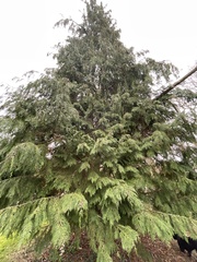 Chamaecyparis lawsoniana