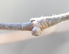 Pachypsylla celtidisgemma