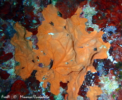 Spirastrella cunctatrix